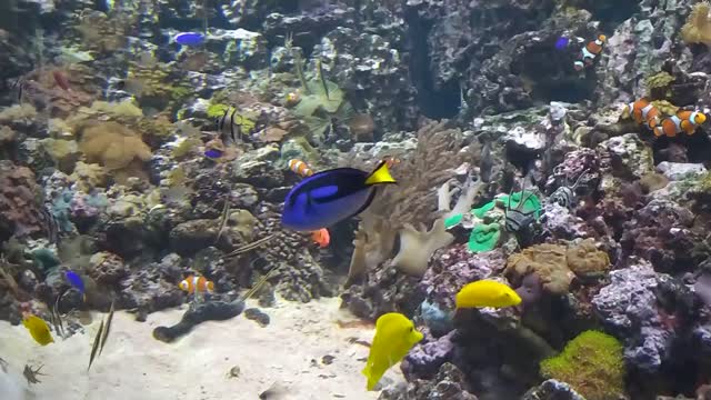 Fish swim in the aquarium