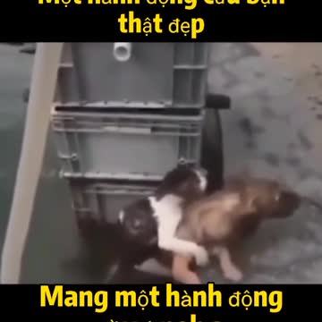 #An act of saving you is so beautiful#😻+🐕#.!!