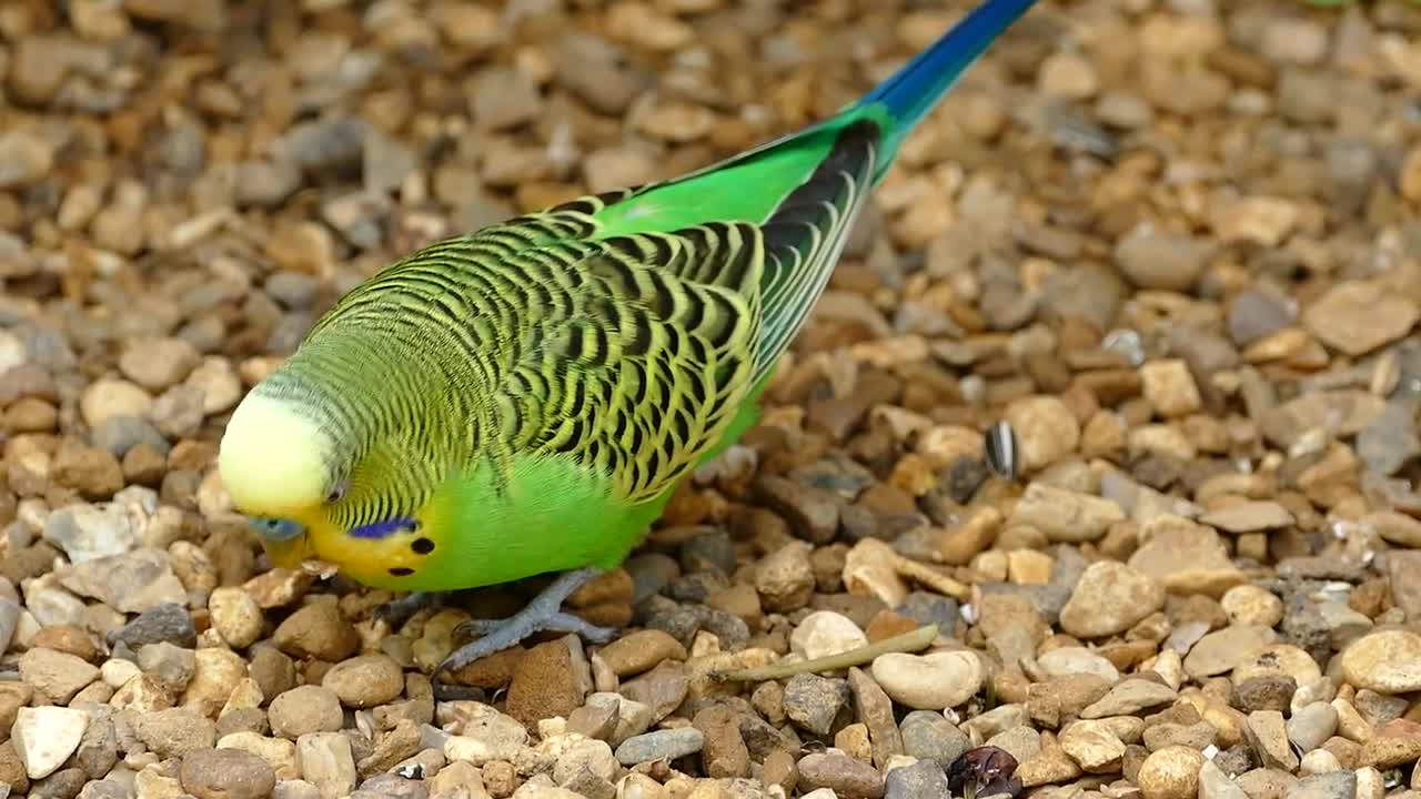 Funny bird