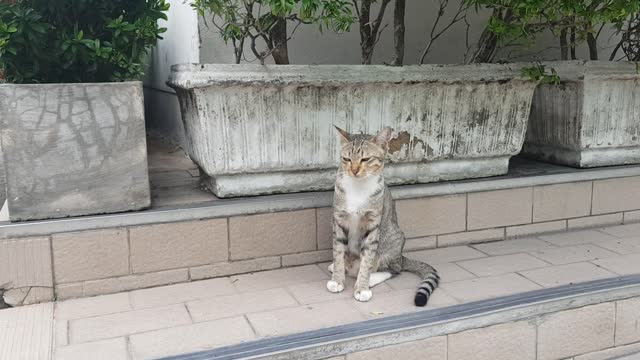 STRAY CAT AT 7 ELEVEN IN BANGKOK