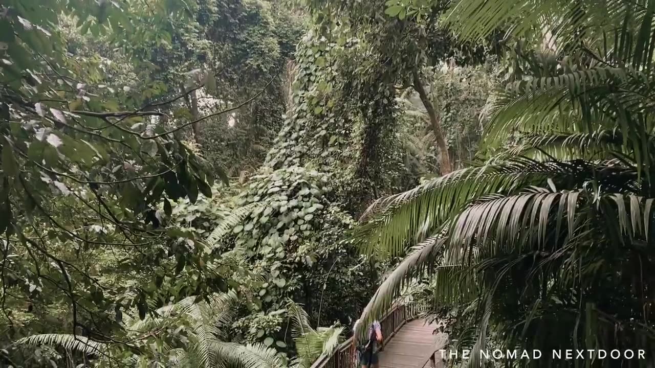 Monkey Forest Sanctuary in Ubud, Bali
