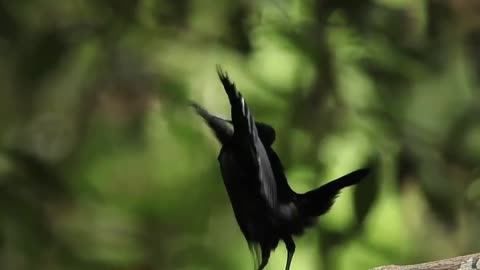 bird dance