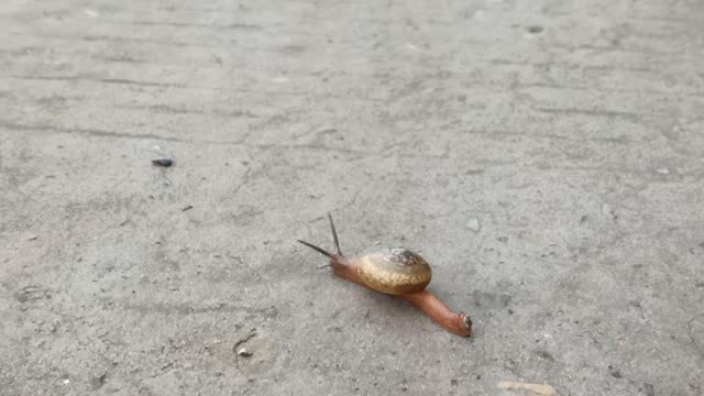 The snail is sprinting.