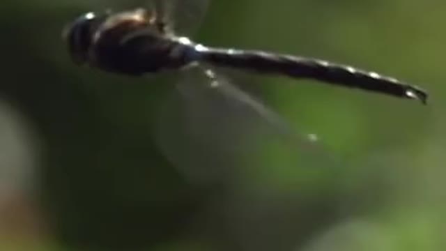 Slow Motion Dragonflies