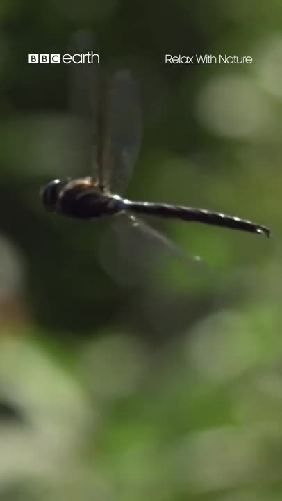 Slow Motion Dragonflies