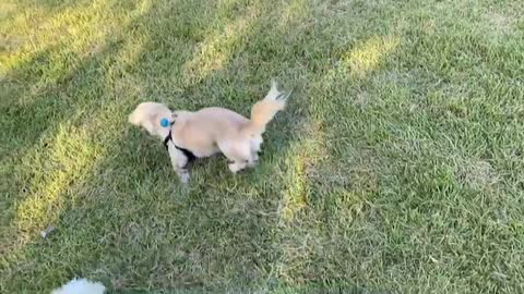 Puppy walk video