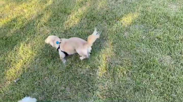 Puppy walk video