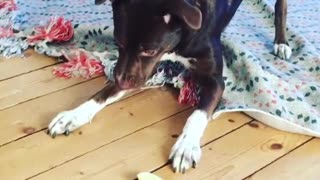 Hilarious puppy has brilliant reaction to lemon