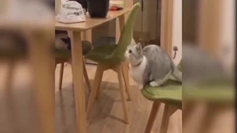 Funny Cats (Part 5)!! 😹🥰😆🤣