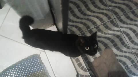 Meu gato preto da é sorte