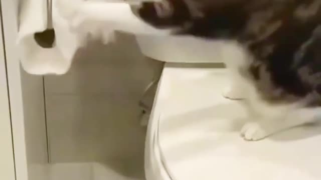 Funny dogs and cat reaction