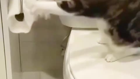 Funny dogs and cat reaction