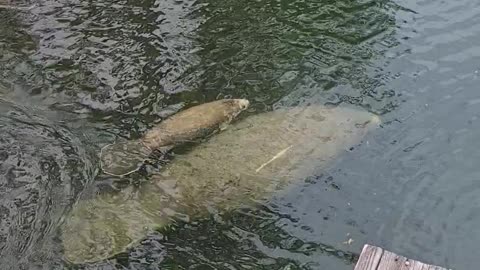 Manatee with a newborn baby