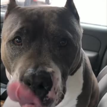 Dog Crying Over Tennis Balls - Tiktok Dogs (Funny Animals #399)