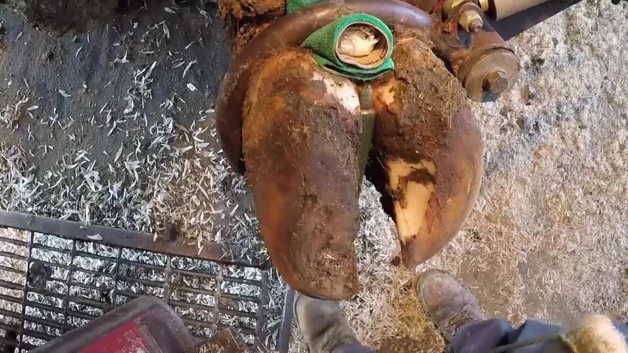 Cow's hoof blowing bubbles == instant relief