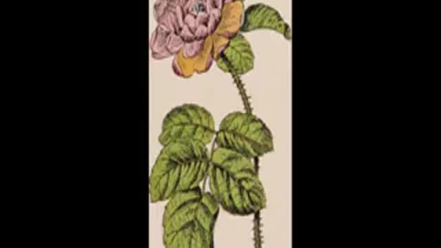 Damask Rose History