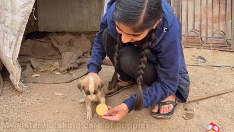 Two street small dog's adopted by Indian girl ..