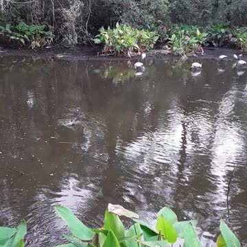 Ray enjoying his nature walk but decided to NOT TAKE A LAST SWIM.