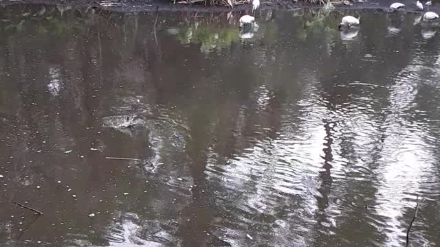 Ray enjoying his nature walk but decided to NOT TAKE A LAST SWIM.