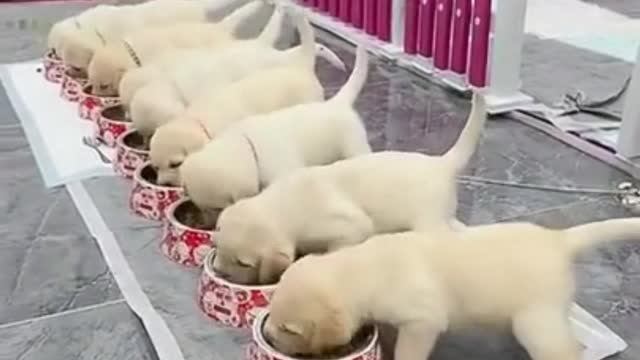 puppies lining up for food#love#shorts