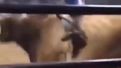 Bull Smashes People And Sends One Flying