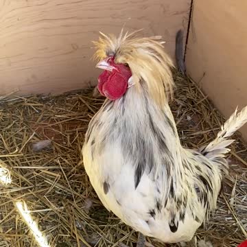 Inside the Chicken Compound!