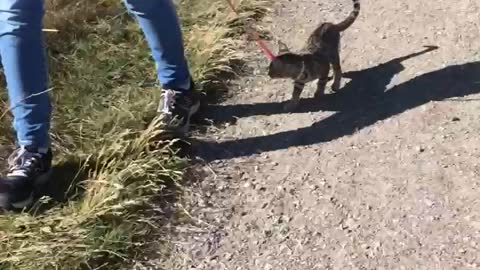 Unbelievable Kitten walks on leash Outdoor Park!