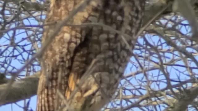 Great horned owl in lakeshore