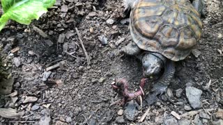 A Hungry Little Turtle