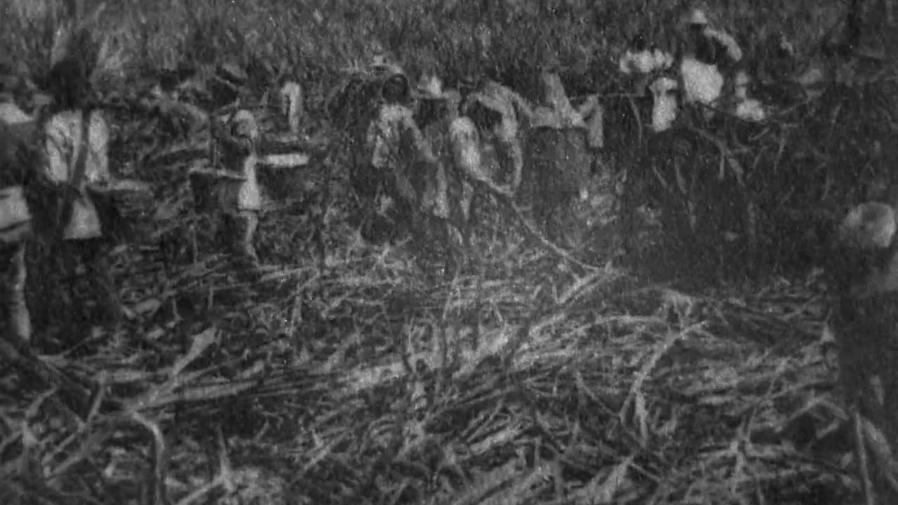 Cutting Sugar Cane (1902 Original Black & White Film)