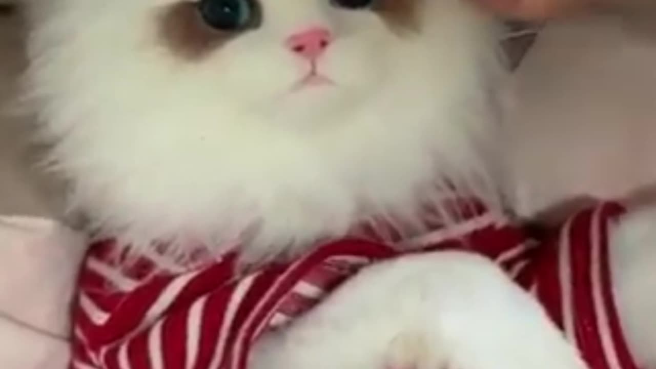 funny cat videos
