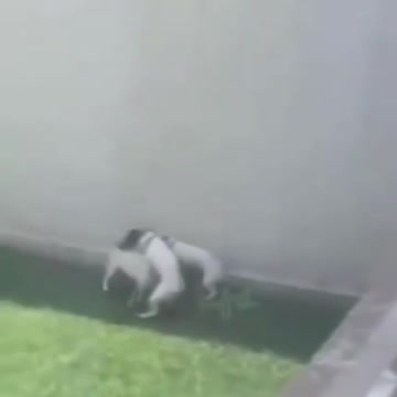 [Comic] Dog's Party, un plan à 3