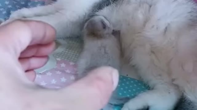 Funny cat videos movements