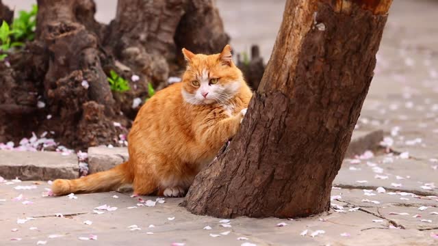 Yellow cat climb a tree