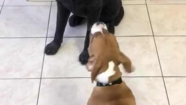 Puppy Can't Understand Why Dog Statue Won't Play With Him