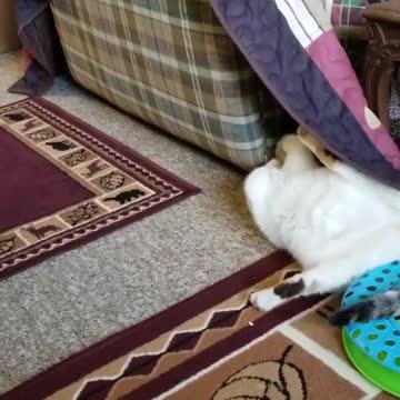 Hi! My cat, ReyRey and I say thanks for the invite!