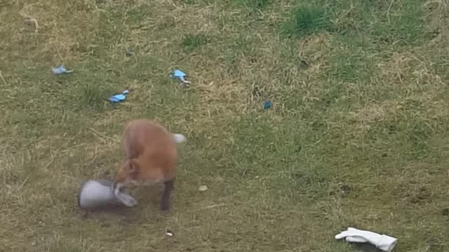 Fox Plays with Slipper Like Puppy