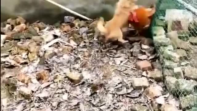 Funny Chicken Chase Dog Fight