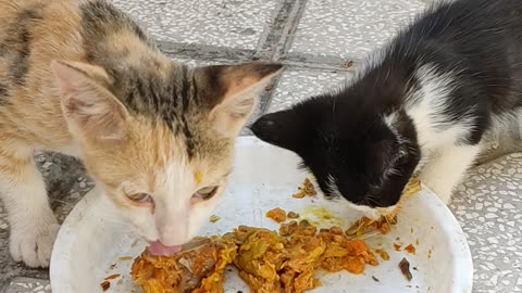 Kittens eating