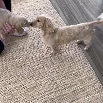 Watch my dogs become soulmates