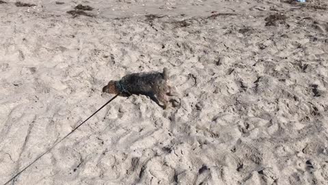 Brown dog blue collar burrows into sand at beach