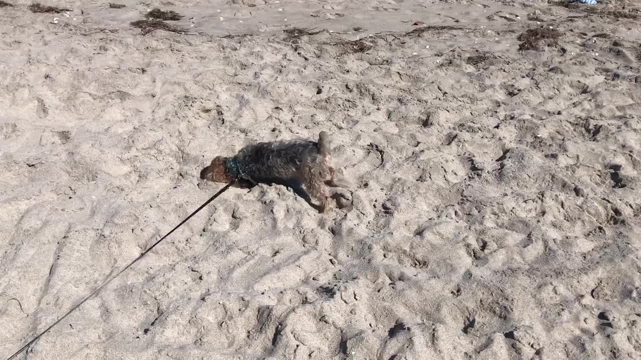 Brown dog blue collar burrows into sand at beach