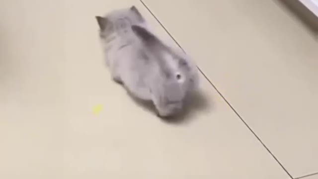 Help me see if it's a cat or a dog