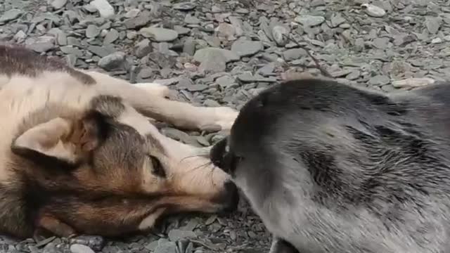 This cute baby seal was found on the shore of Lake Baikal.