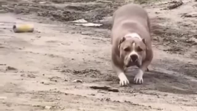 What would you do if this dog runs towards you? 🤔😅😅