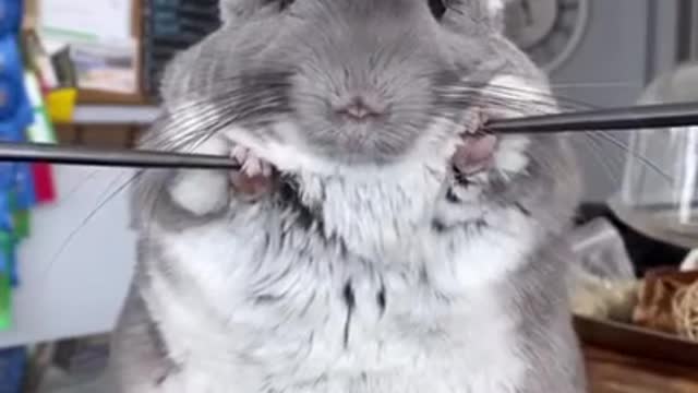 This is cute mouse - funny mouse video