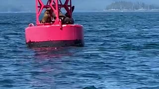 Sea Lions Launch onto Buoy to Relax