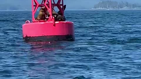 Sea Lions Launch onto Buoy to Relax