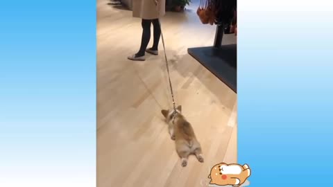 Funny dog : I feel like cleaning the floor😂