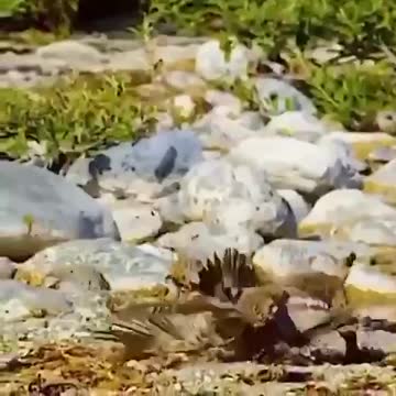 Bobcat catches two seagulls at same time